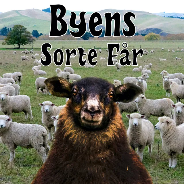 Byens sorte får