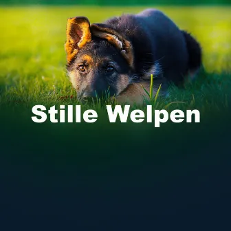 Stille Welpen by Beruhigende Musik für Hunde