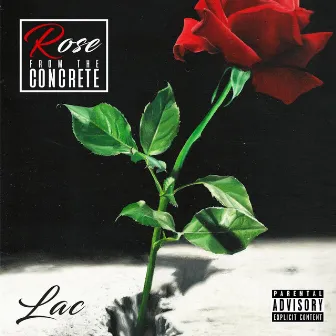 Rose from the Concrete by Lac