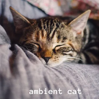 Ambient Cat by Musicoterapia para gatos