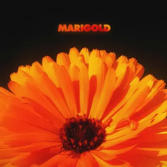 Marigold by Jack Dine