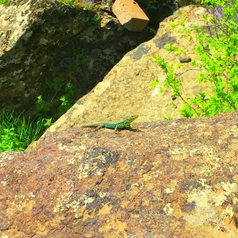 Baby Salamander by Lazy Lizzard Gang