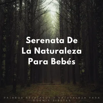 Serenata De La Naturaleza Para Bebés: Pájaros Relajados Y Naturaleza Para Dormir Siestas by Pájaros de la noche