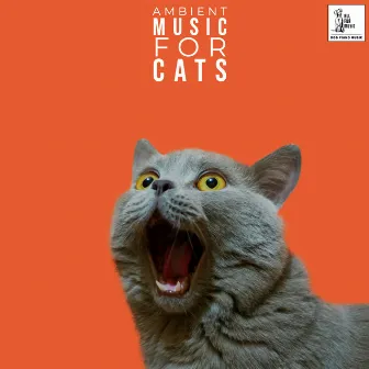 Ambient Music For Cats by Music For Cats To Sleep To