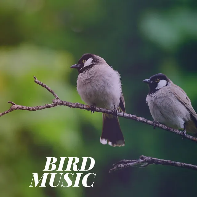 Calming Bird Sounds