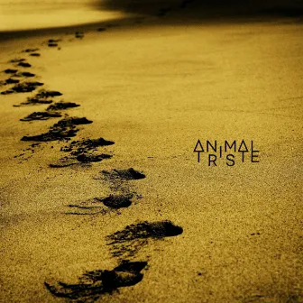 All About by Animal Triste