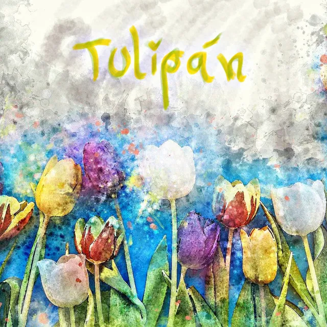 Tulipán