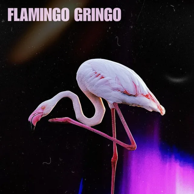 Flamingo Gringo