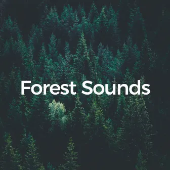 Forest Sounds (Nature Dreamscape) by Sounds of the Forest