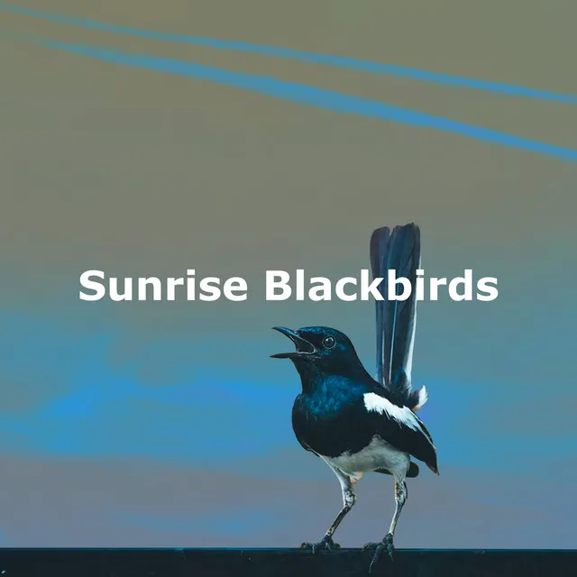 Sunrise Blackbirds