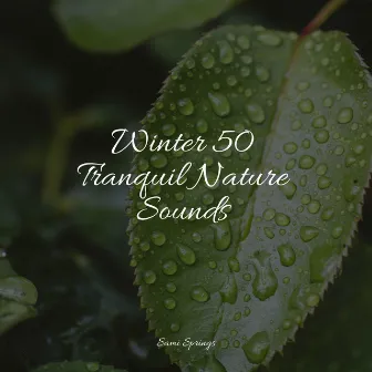 Winter 50 Tranquil Nature Sounds by Oceanic Yoga Pros