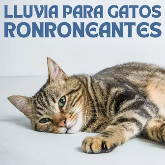 Lluvia Para Gatos Ronroneantes by Música de gatos