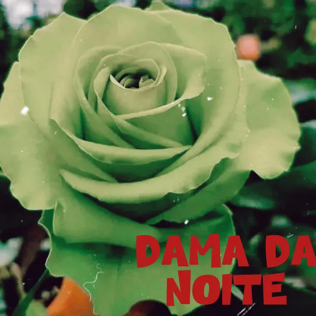 Dama da Noite