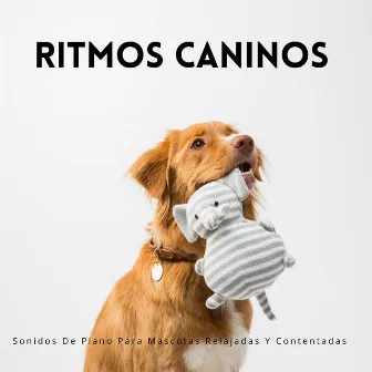 Melodías Suaves: Sonidos De Piano Para Mascotas Relajadas Y Contentadas by Animales de piano