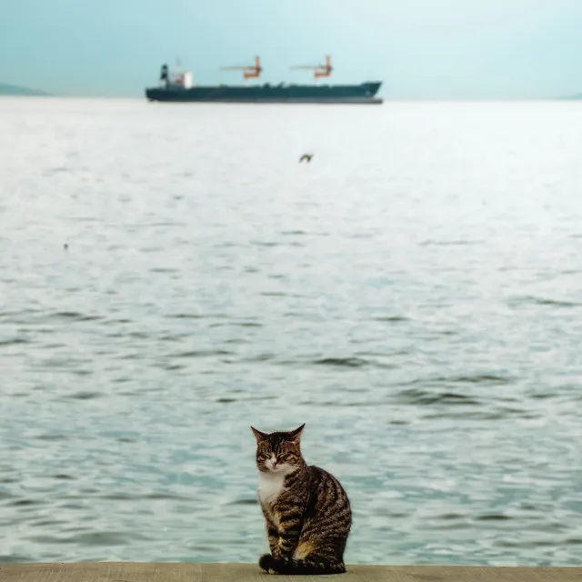 Feline Serenity by the Ocean