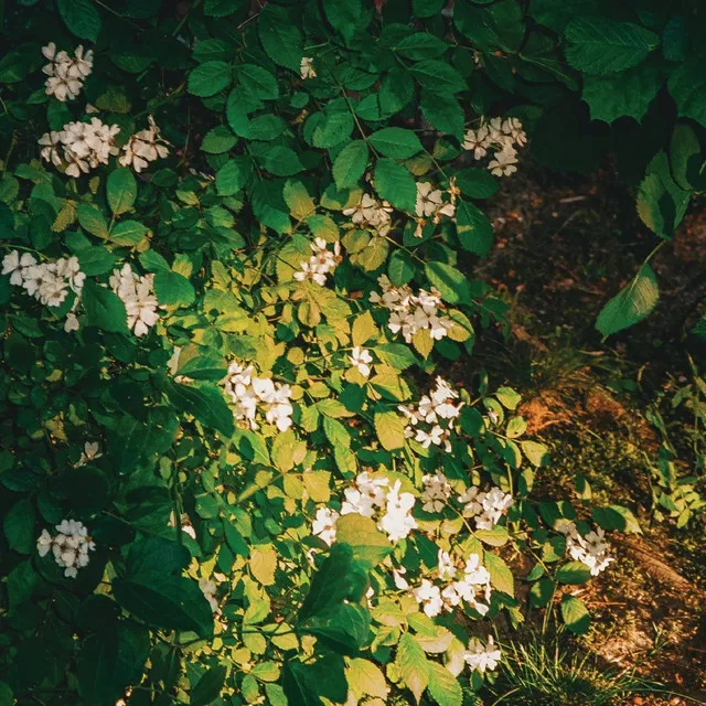 La Lluvia Y La Flor