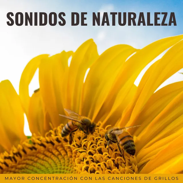 Sonidos De Naturaleza: Mayor Concentración Con Las Canciones De Grillos