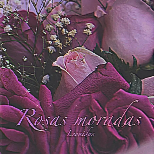 ROSAS MORADAS