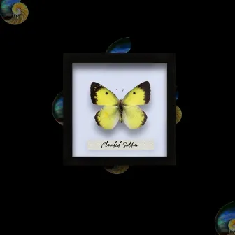 Clouded Sulphur by Chelle Nae