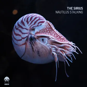 Nautilus Stalking by The Sirius