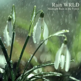 Midnight Rain in the Forest by Rain WRLD