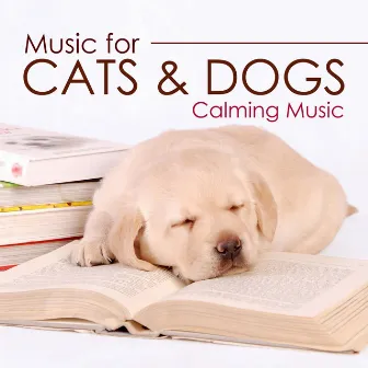 Music for Cats and Dogs - Calming Music for your Pets by Ambient Music Collective