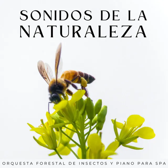 Sonidos De La Naturaleza: Orquesta Forestal De Insectos Y Piano Para Spa