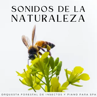 Sonidos De La Naturaleza: Orquesta Forestal De Insectos Y Piano Para Spa by 