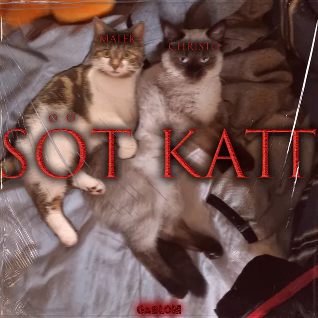 Söt Katt