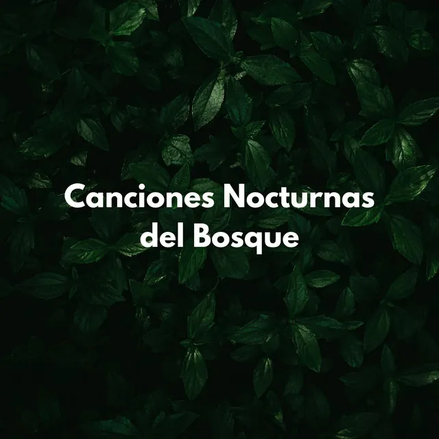 Canciones Nocturnas Del Bosque