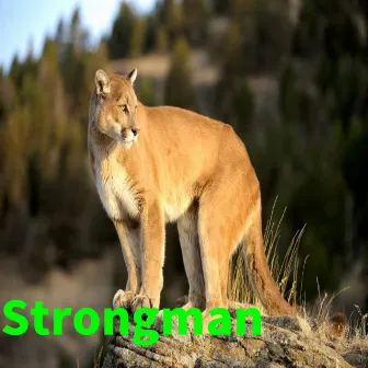 Strongman by Kangaroo