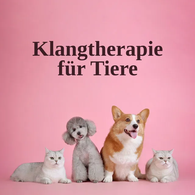 Klangtherapie für Tiere (Entspannungszeit für Hunde und Katzen)