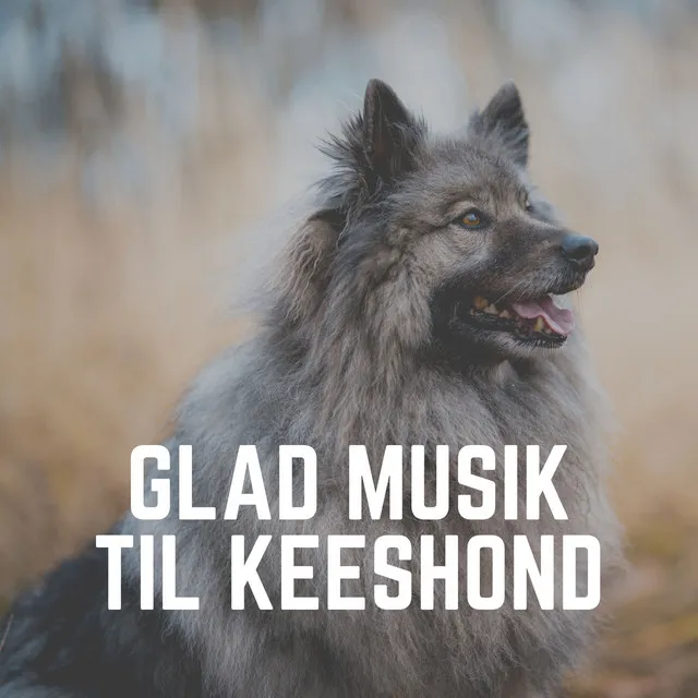 Beroligende musik til din hund, Pt. 25