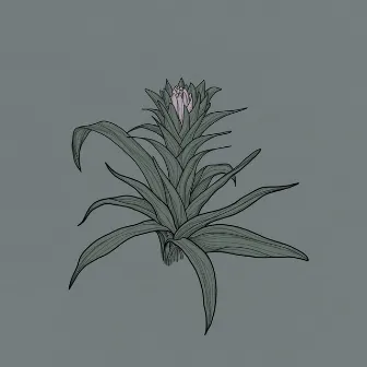 Bromelia by Frogman