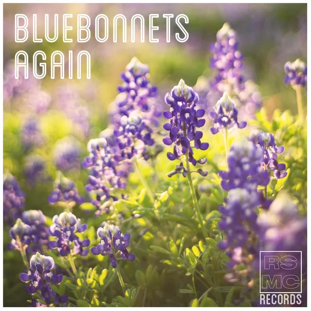 Bluebonnets again