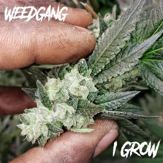 I Grow by WEEDGANG