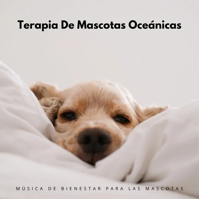 Terapia Con Ondas Oceánicas Para Mascotas