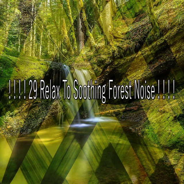 ! ! ! ! 29 Relax To Soothing Forest Noise ! ! ! !