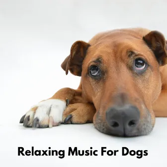 Relaxing Music for Dogs by Sleepy Dog