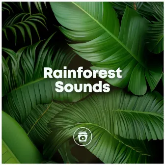 Rainforest Sounds by Rainforest Sounds