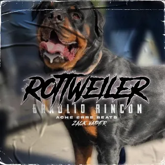 Rottweiler by Braulio Rincon