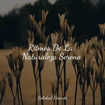 Ritmos De La Naturaleza Serena by Canção de Ninar Bebê