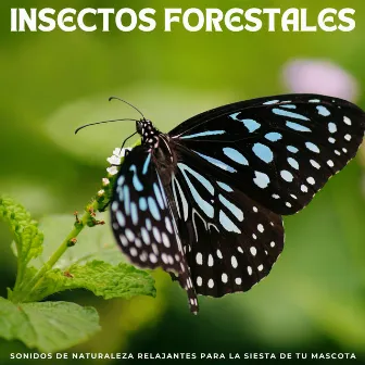 Insectos Forestales: Sonidos De Naturaleza Relajantes Para La Siesta De Tu Mascota by Hermosos sonidos de la naturaleza