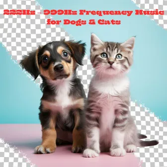 222Hz – 999Hz Frequency Music for Dogs & Cats by Cat Music!