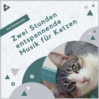 Zwei Stunden entspannende Musik für Katzen by Beruhigende Kätzchenmusik