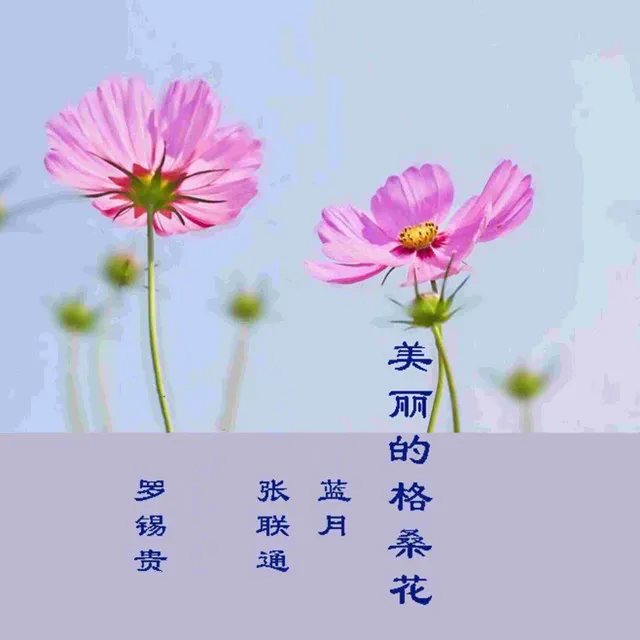 美丽的格桑花