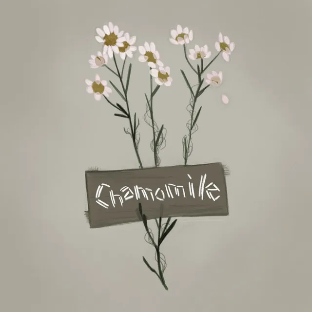 Chamomile