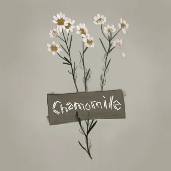 Chamomile by Cat Paw