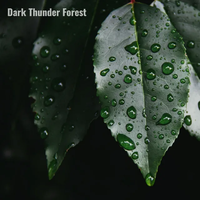 Dark Thunder Forest