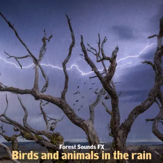 Birds and animals in the rain by Forest Sounds FX